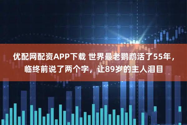 优配网配资APP下载 世界最老鹦鹉活了55年，临终前说了两个字，让89岁的主人泪目
