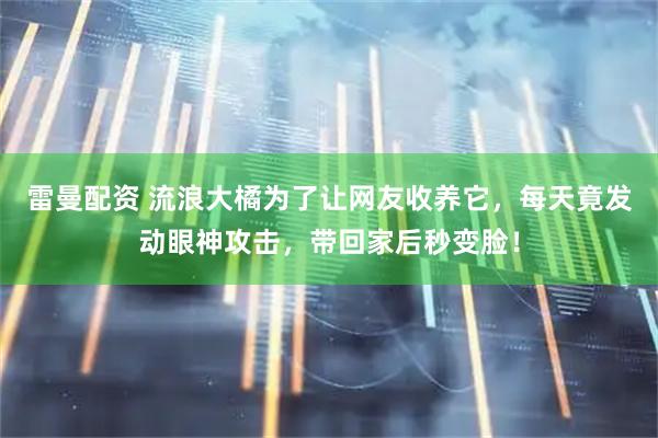 雷曼配资 流浪大橘为了让网友收养它，每天竟发动眼神攻击，带回家后秒变脸！